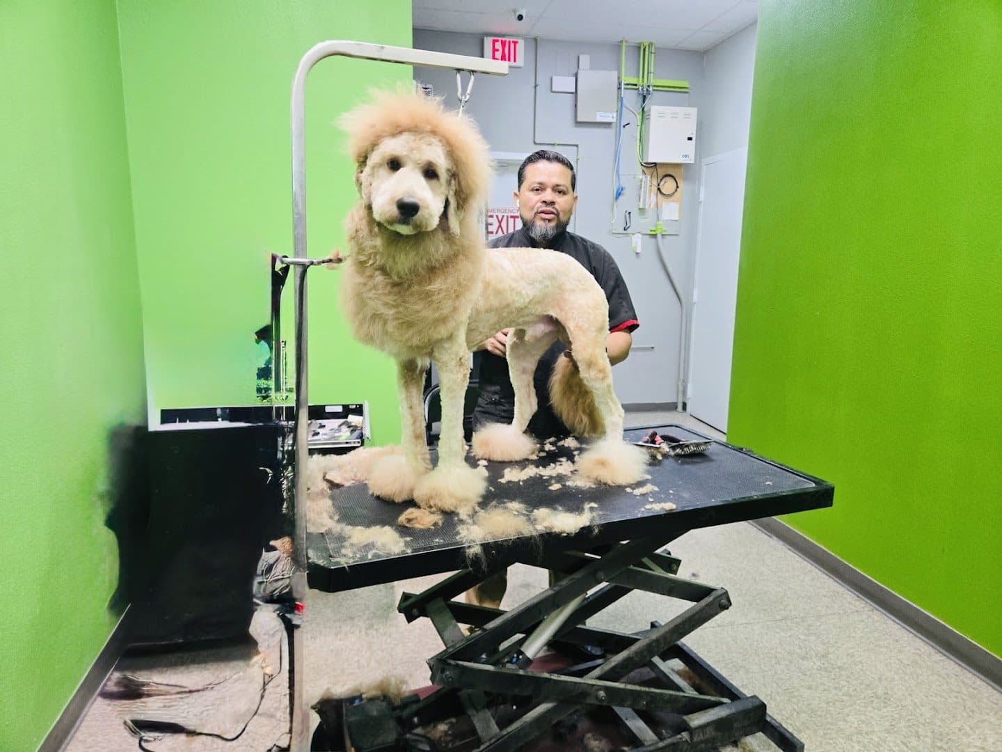 Trejos dog grooming — Pet Services photo 1 of 5