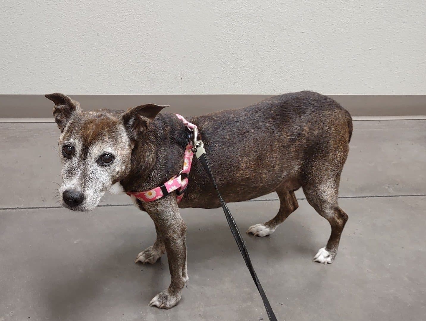 Horizon Ridge Animal Hospital — Retail & Boutiques photo 1 of 5