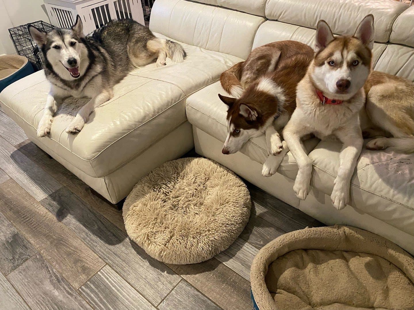 Dakota's Doggy Den — Childcare & Schools photo 1 of 5