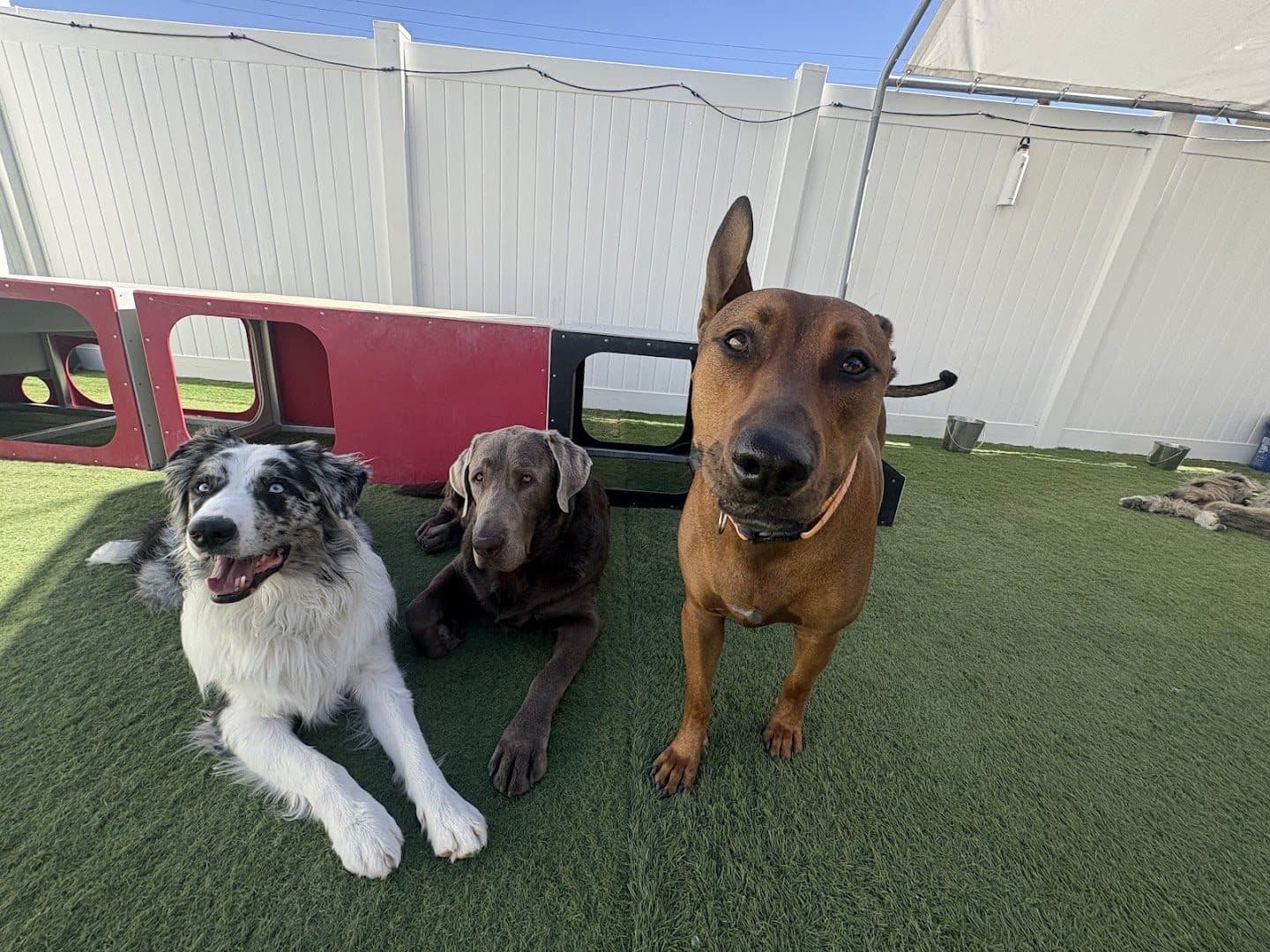 Camp Run-A-Mutt Henderson — Childcare & Schools photo 1 of 5