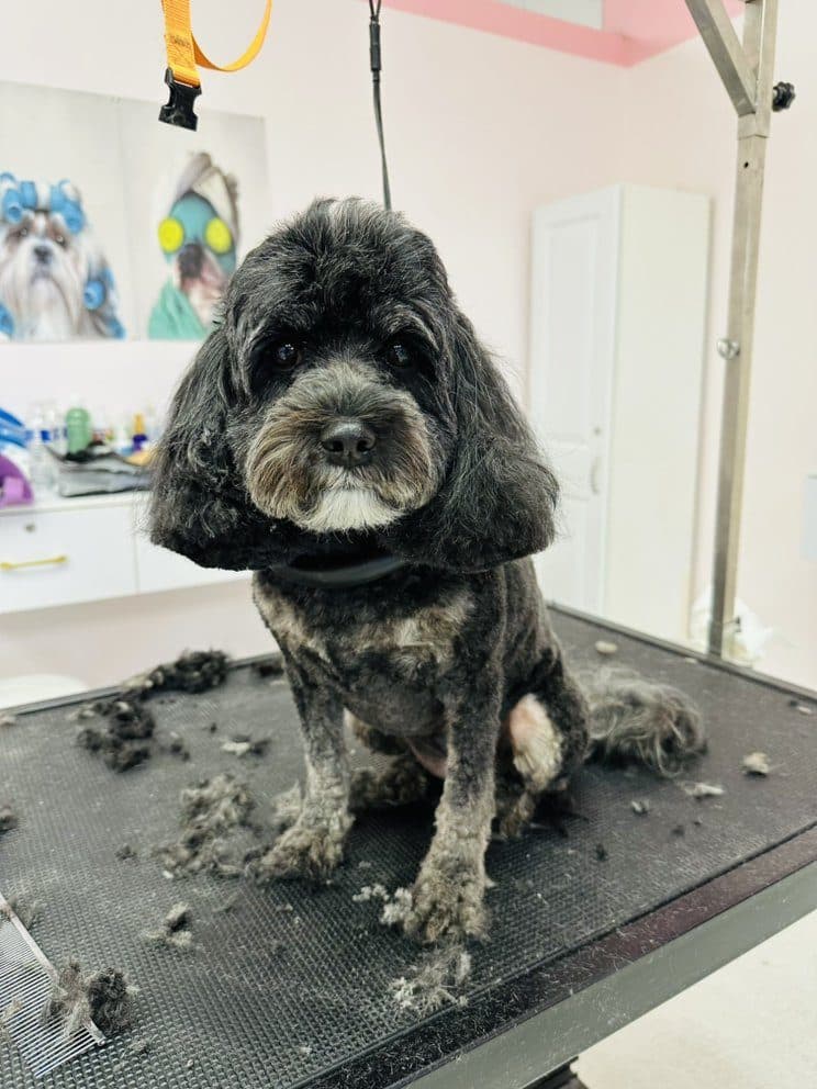 PinkPaw Pet Salon — Pet Services photo 1 of 5