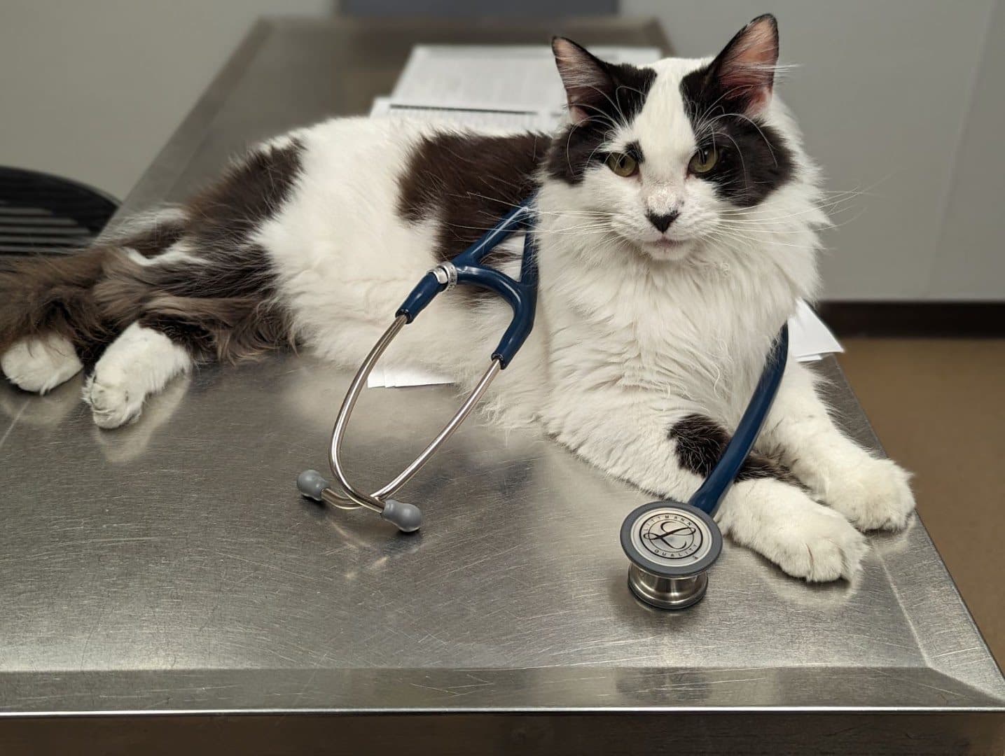 Sunrise Veterinary Clinic — Doctors & Medical photo 1 of 5