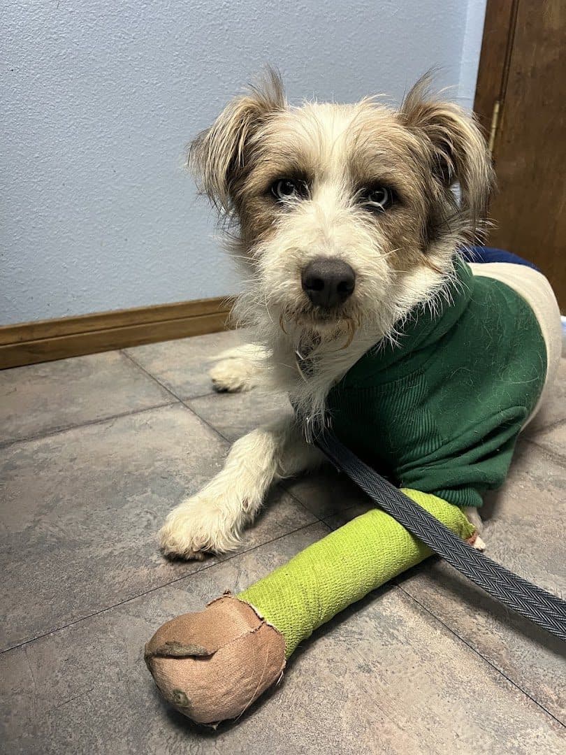 Summerlin Animal Hospital — Doctors & Medical photo 1 of 5