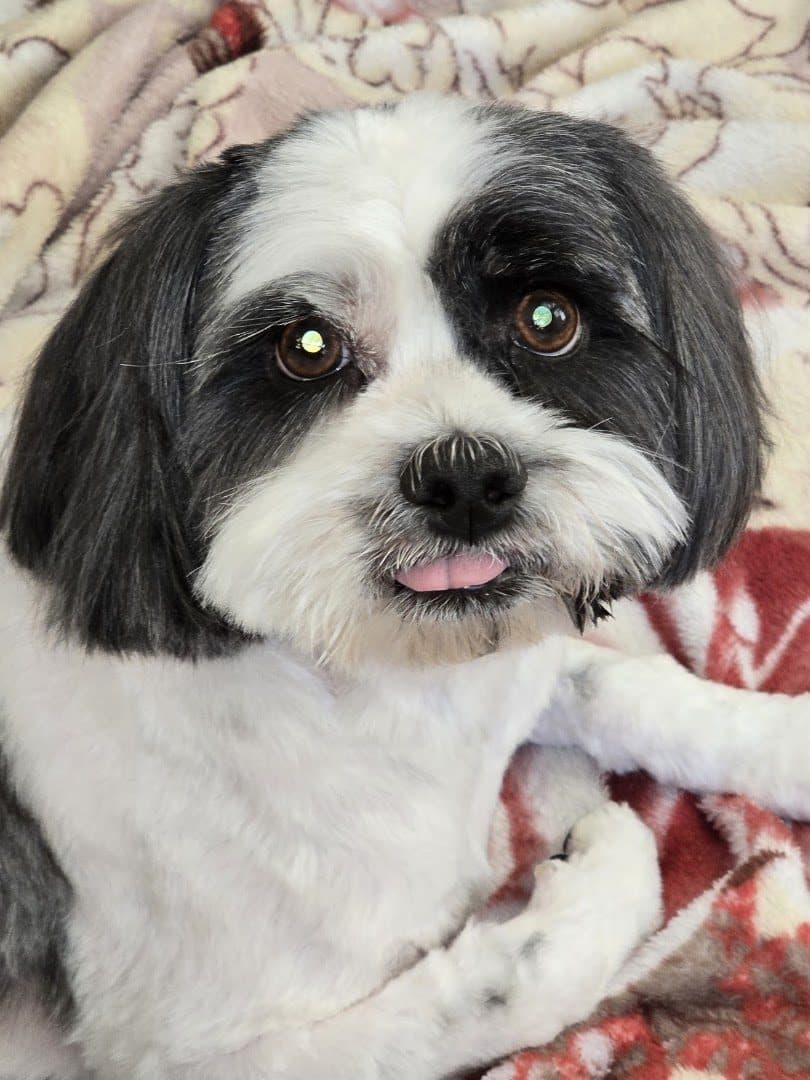 Valley Ranch Animal Hospital — Doctors & Medical photo 1 of 5
