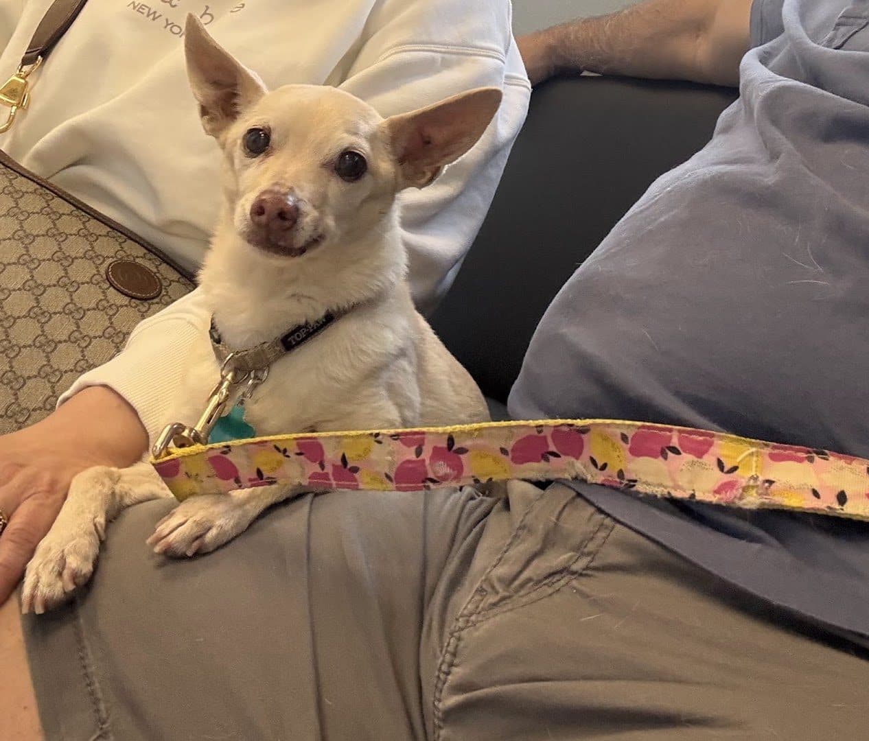Centennial Hills Animal Hospital — Doctors & Medical photo 1 of 5