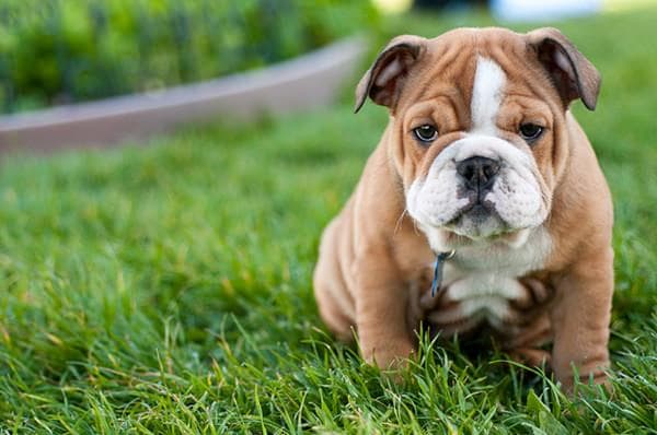 Nevada Puppy Store — Retail & Boutiques photo 1 of 5