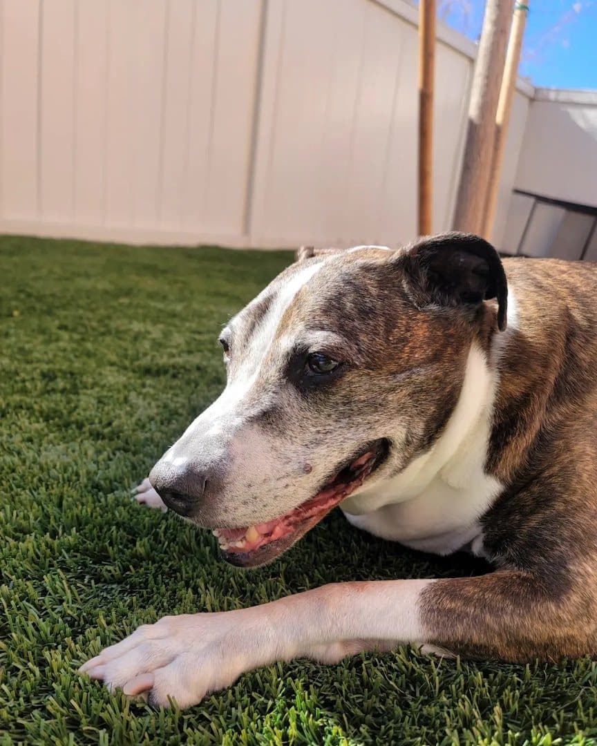 Nevada Pet Hospice