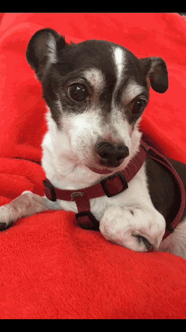 Cheyenne Tonopah Animal Hospital — Doctors & Medical photo 1 of 5