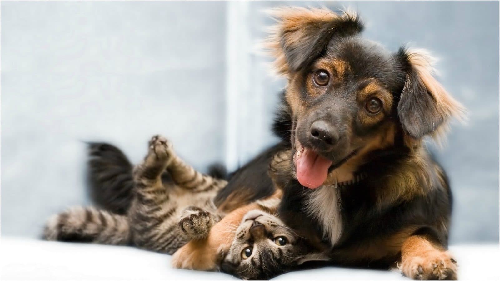 PAWlish Pet Salon & Mobile Grooming — Pet Services photo 1 of 5
