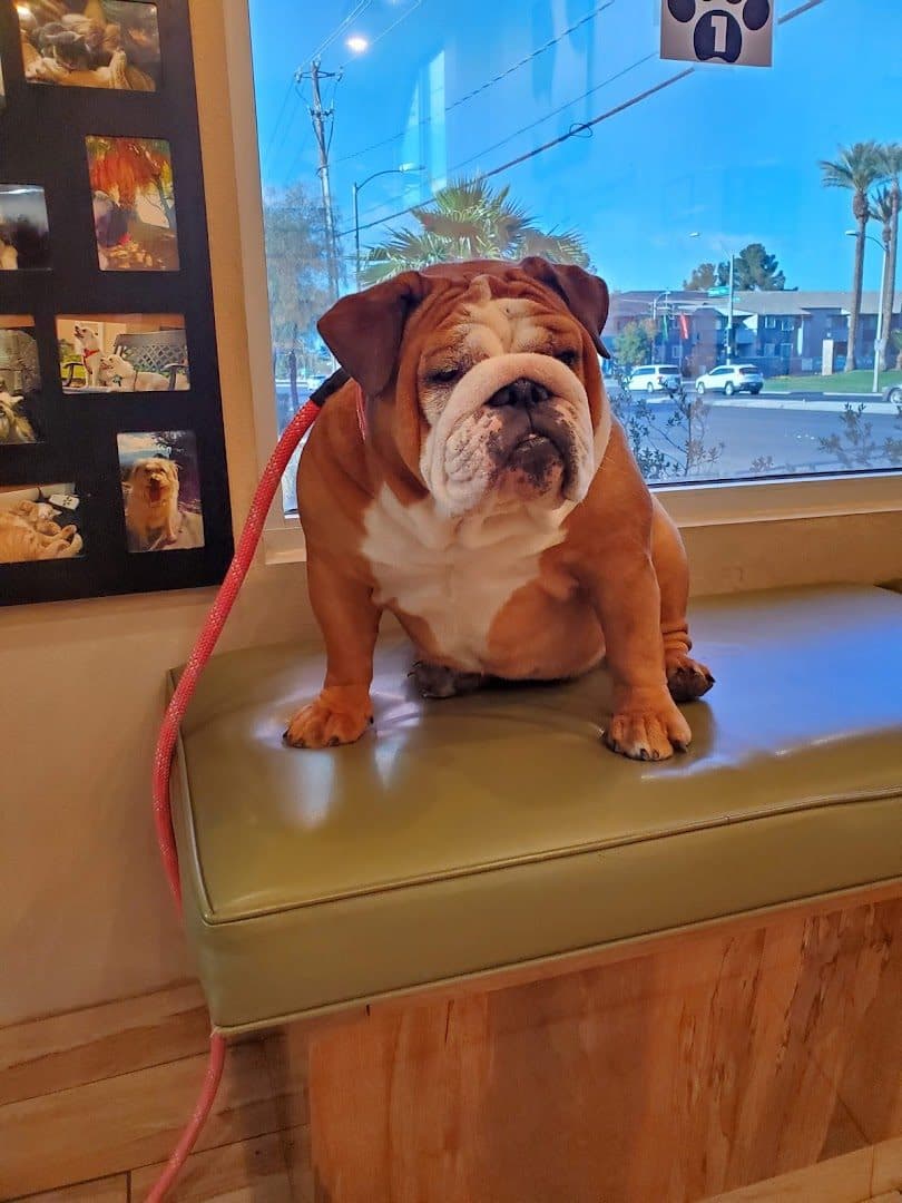 Green Valley Animal Hospital — Doctors & Medical photo 1 of 5