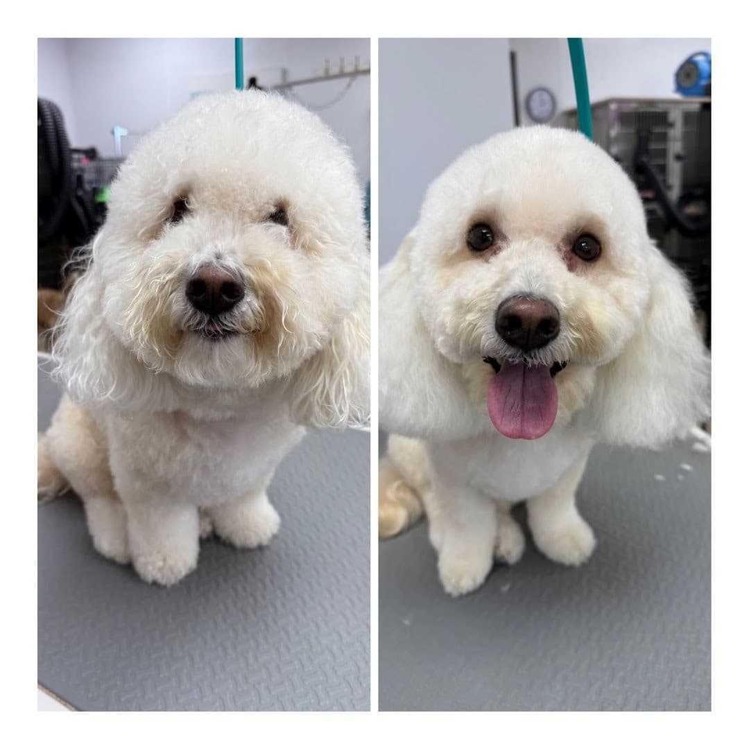 Barks and Bubbles Salon & Mobile Pet Grooming — Pet Services photo 1 of 5