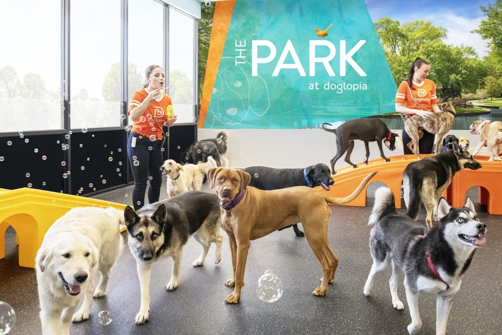Dogtopia of Sun City - Las Vegas — Childcare & Schools photo 1 of 5