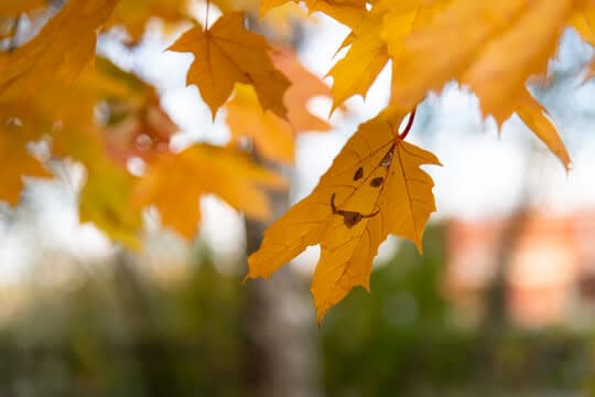 Family Fall Festival