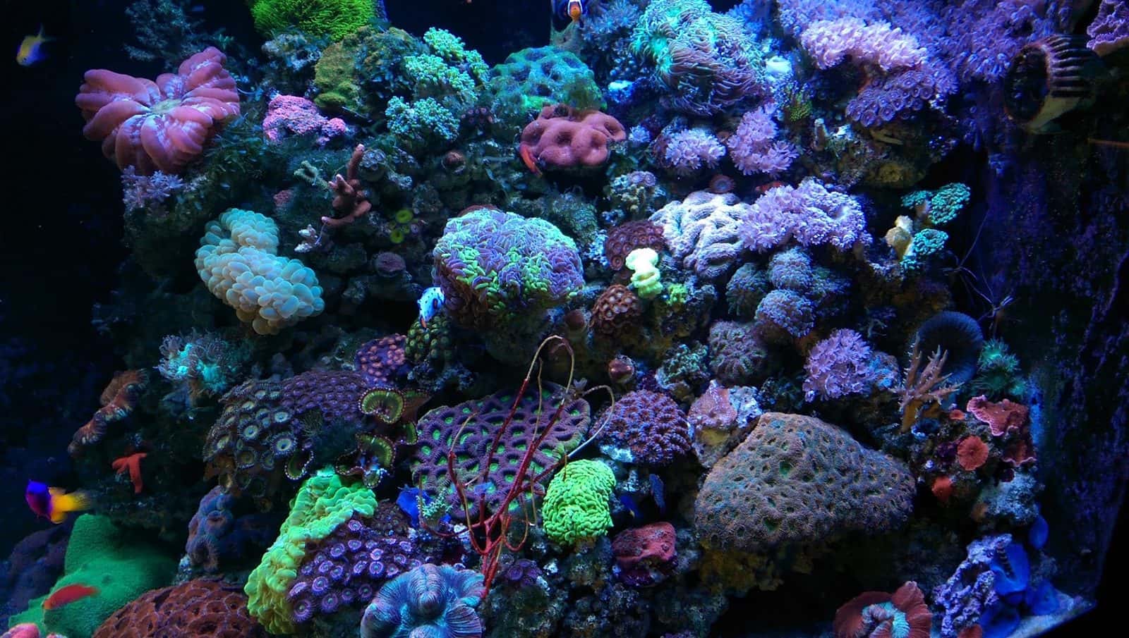 Aquatic Treasures — Retail & Boutiques photo 2 of 5