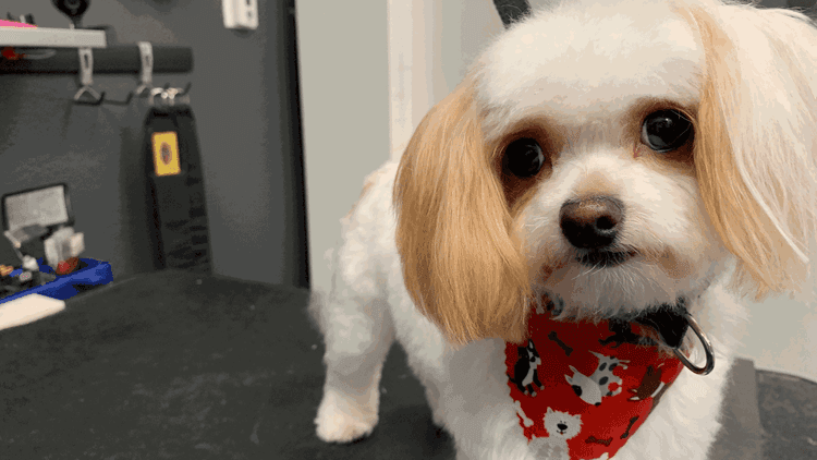 One Clean Dog was Come & PET It!