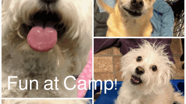 Pretty Paws Pet Grooming