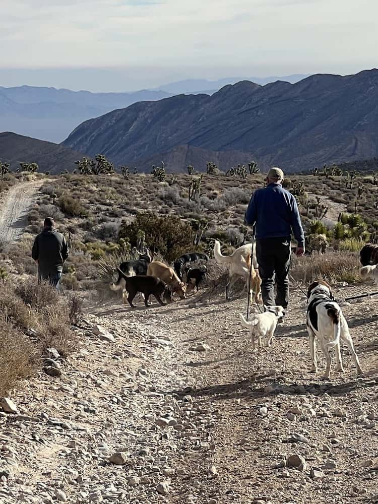 Vegas K9 Adventures