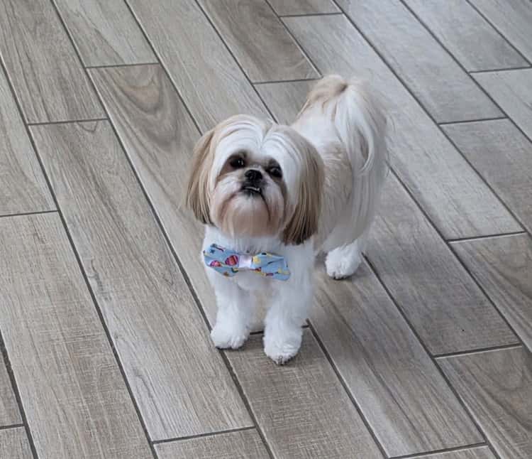 Leashes Pet Salon