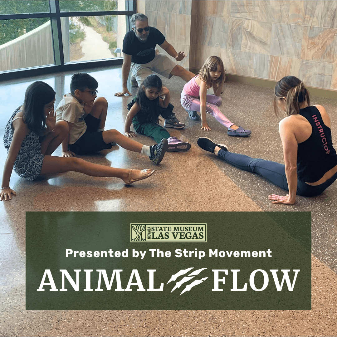 Animal Flow
